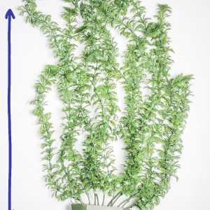 TLS Yapay Akvaryum Bitkisi Dekoru 5012 45 cm